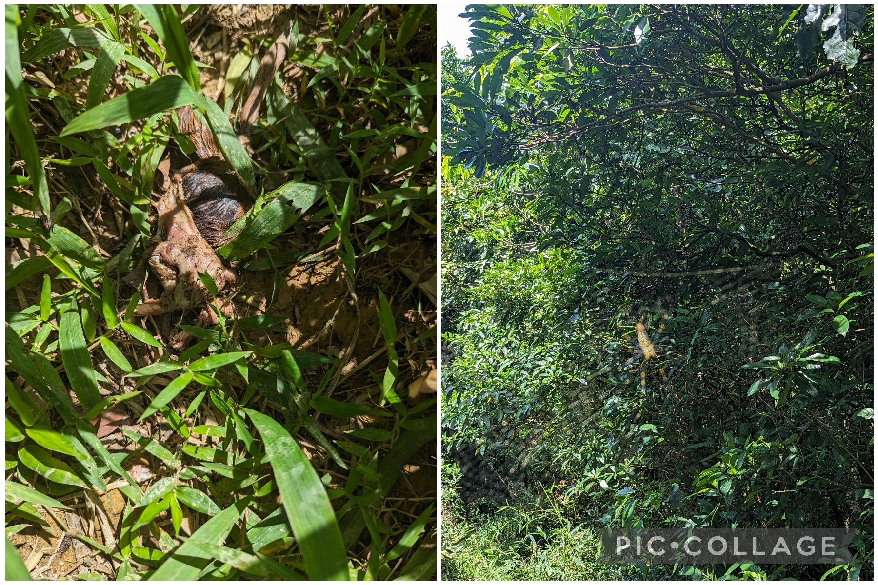 動物屍體與霸氣擋住去路的八隻腳朋友